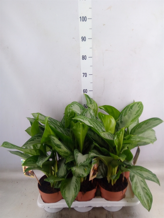 <h4>Aglaonema  'Silver Bay'</h4>