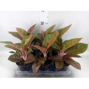 Aglaonema   ...