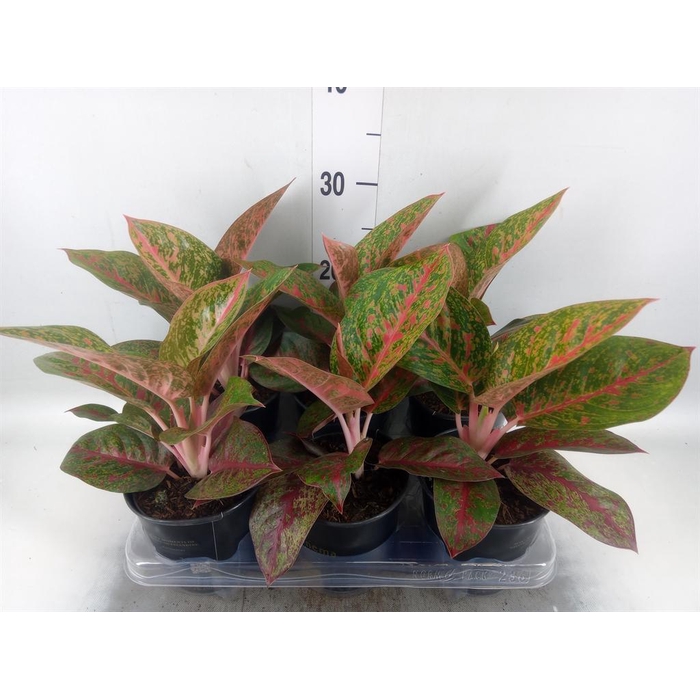 <h4>Aglaonema   ...</h4>