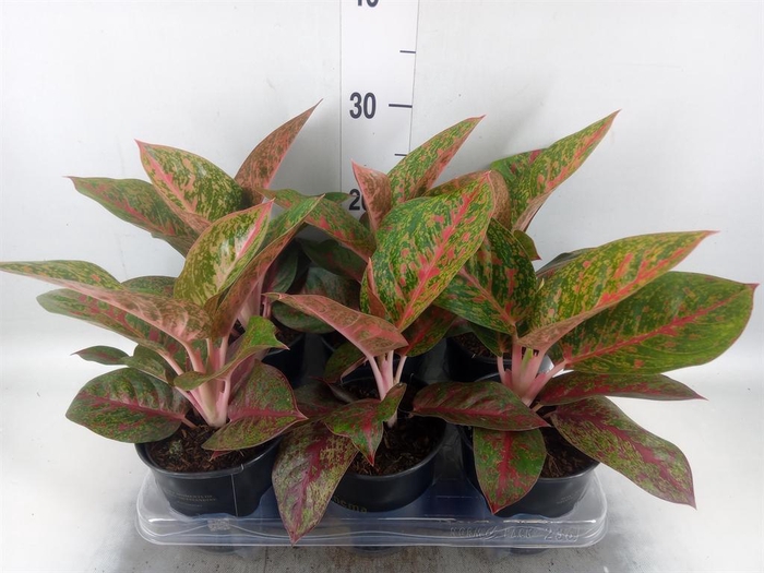 Aglaonema   ...