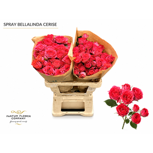 Rosa Spray Bellalinda Cerise