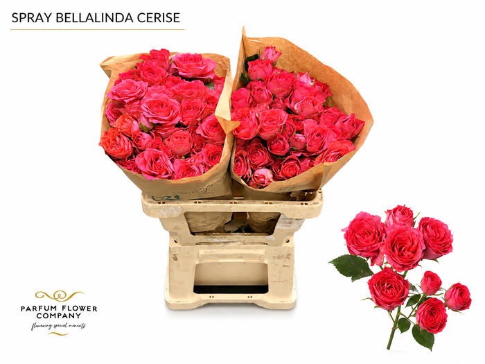 <h4>Rosa Spray Bellalinda Cerise</h4>