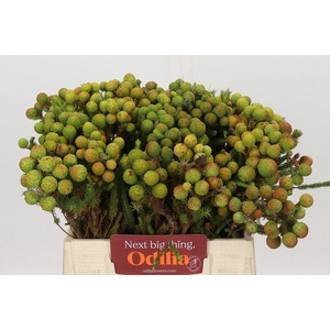 Kaaps Groen Baubles