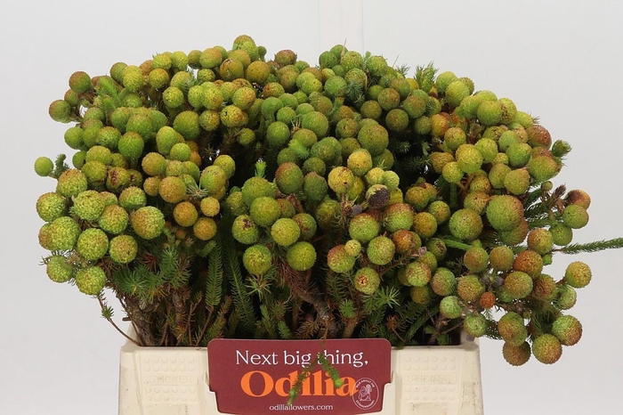 <h4>Kaaps Groen Baubles</h4>