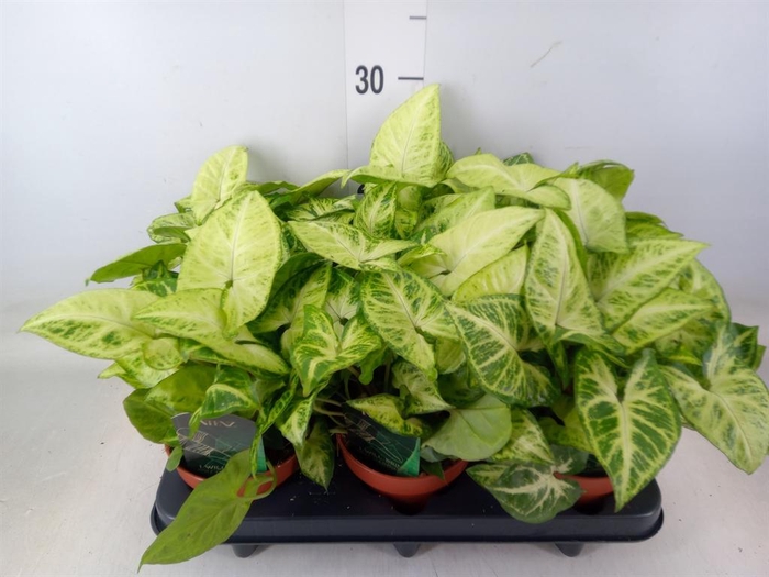 <h4>Syngonium 'Arrow'</h4>