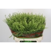 Lepidium Green Dragon