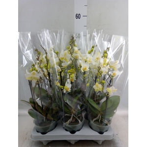 Phalaenopsis multi.   ...white