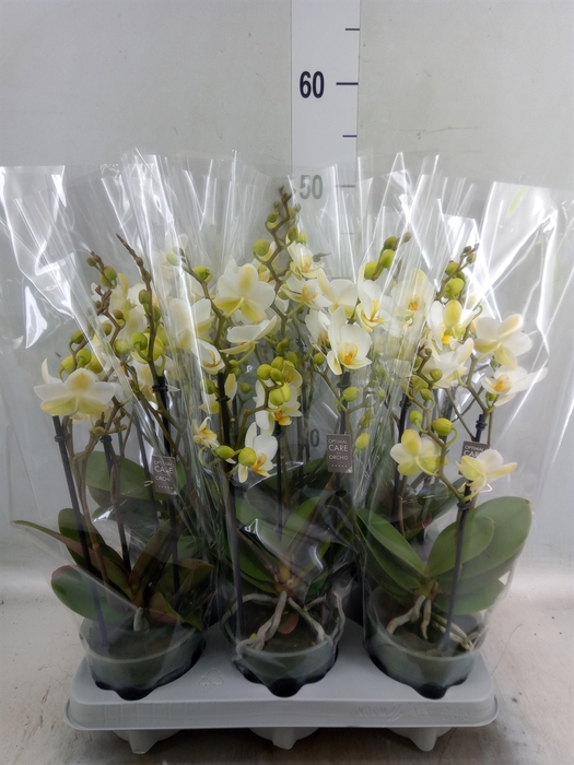 <h4>Phalaenopsis multi.   ...white</h4>