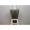 Salix Ca Snow Flake