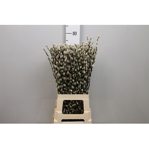 Salix Ca Snow Flake