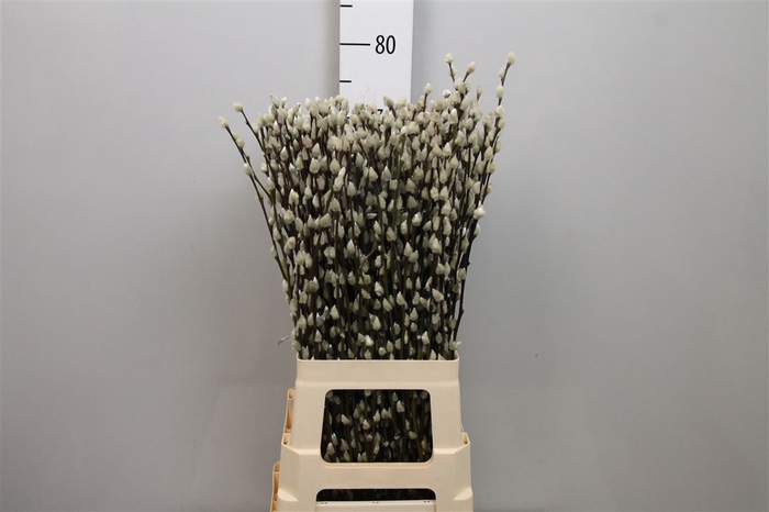 <h4>Salix Ca Snow Flake</h4>