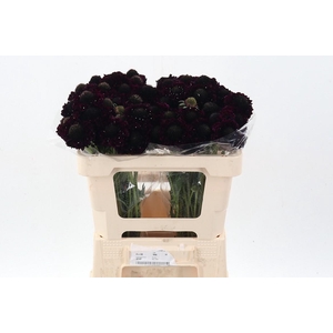 Scab At F Blackberry Scoop