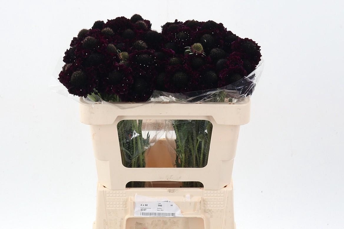 <h4>Scab At F Blackberry Scoop</h4>