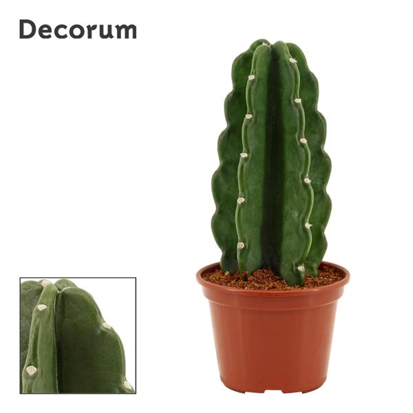 <h4>Cuddly Cactus 14 cm (Cereus Jamacaru) (Decorum)</h4>