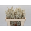 Amaranthus Yearming Desert