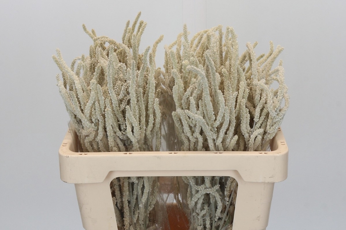 <h4>Amaranthus Yearming Desert</h4>