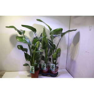 arr8 Strelitzia Nicolai