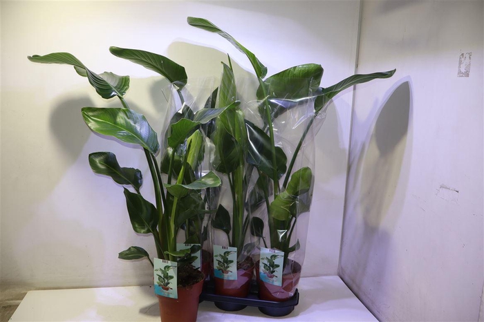 <h4>arr8 Strelitzia Nicolai</h4>