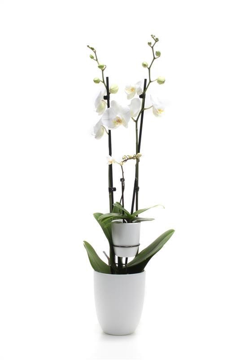 <h4>Hugo White Phal Wit 2T+ Tiny Dolls 1T</h4>
