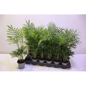 arr8 Chamaed Elegans