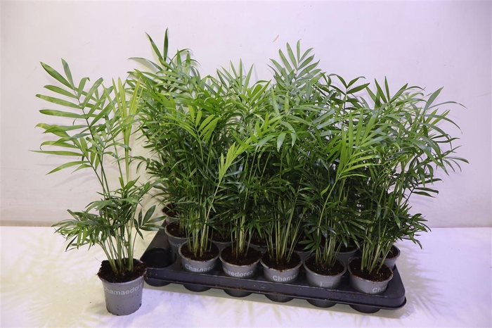 <h4>Chamaed Elegans</h4>