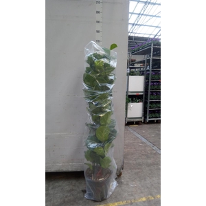 Ficus lyrata 'Bambino'