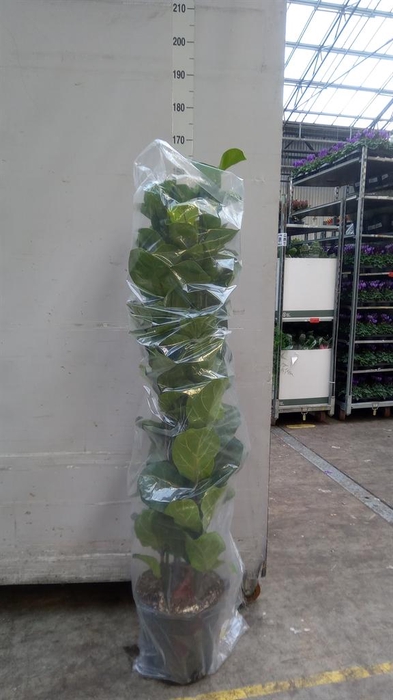 <h4>Ficus lyrata 'Bambino'</h4>