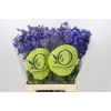 Delphinium Oriental Blue
