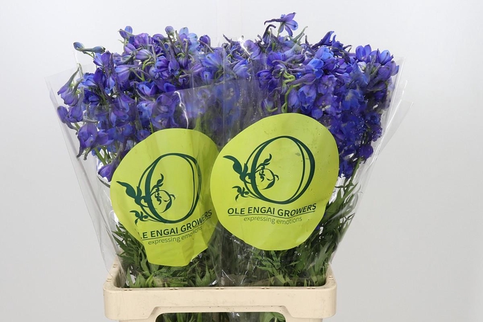 Delphinium Oriental Blue