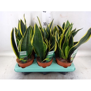Sansevieria trifa.   ...