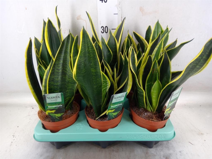 <h4>Sansevieria trifa.   ...</h4>