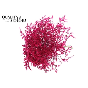 Limonium Tataricum per bunch Cerise