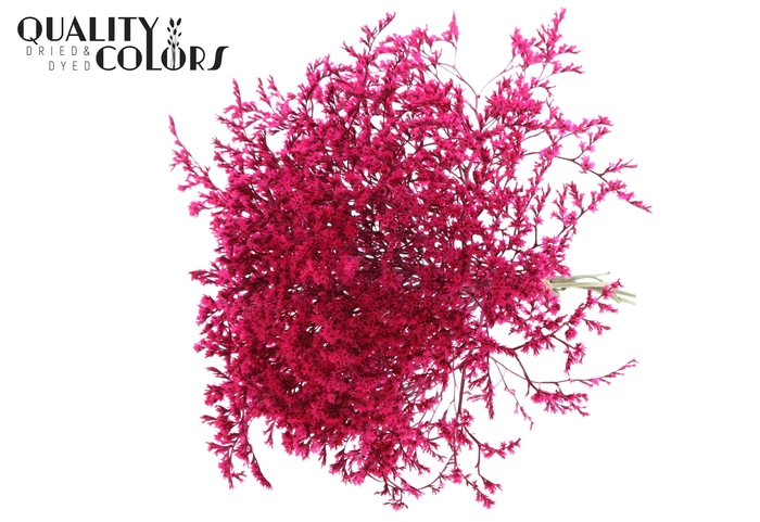 <h4>Limonium Tataricum per bunch Cerise</h4>