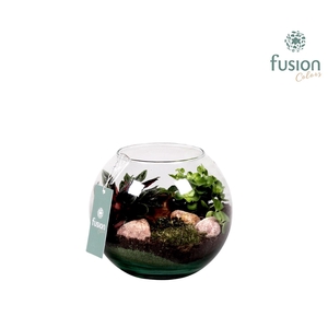 Najaar glazen vissenkom met Groen plantjes D19 H16