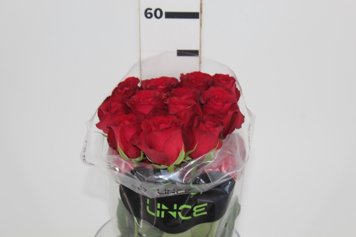 <h4>ROSA SAMOURAI 050 CM ESTUFA</h4>