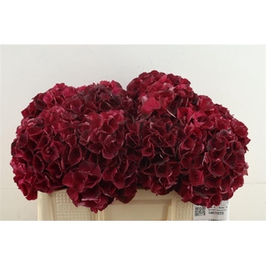 Hydr M Dark Ruby 50-18
