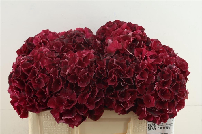 <h4>Hydr M Dark Ruby 50-18</h4>