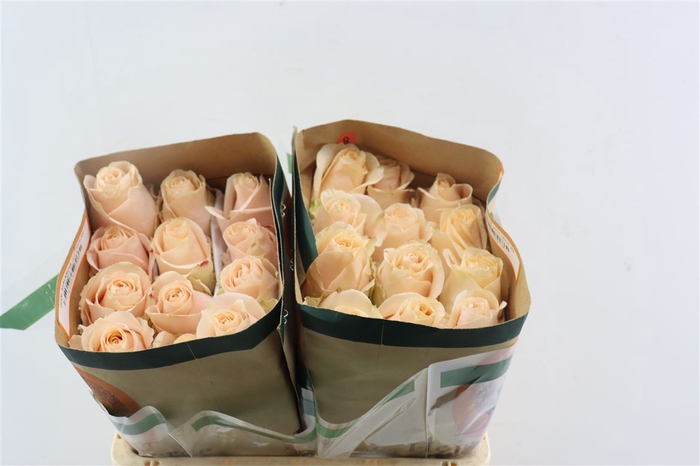 R Gr Perl Avalanche?+