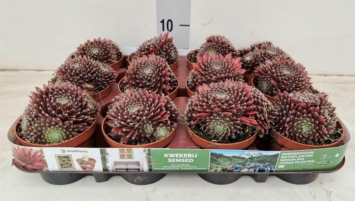 <h4>Sempervivum ...</h4>