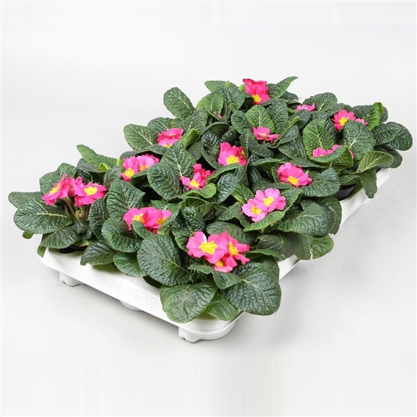 <h4>Primula ROZE</h4>