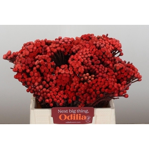 Kaaps Groen Red Brunia Small