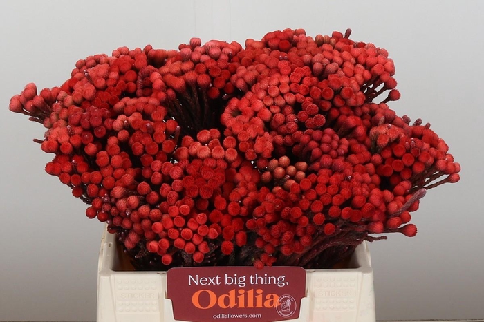 <h4>Kaaps Groen Red Brunia Small</h4>