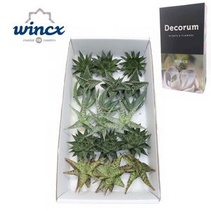 Aloe Mix (wincx) Cutflower Wincx-8cm