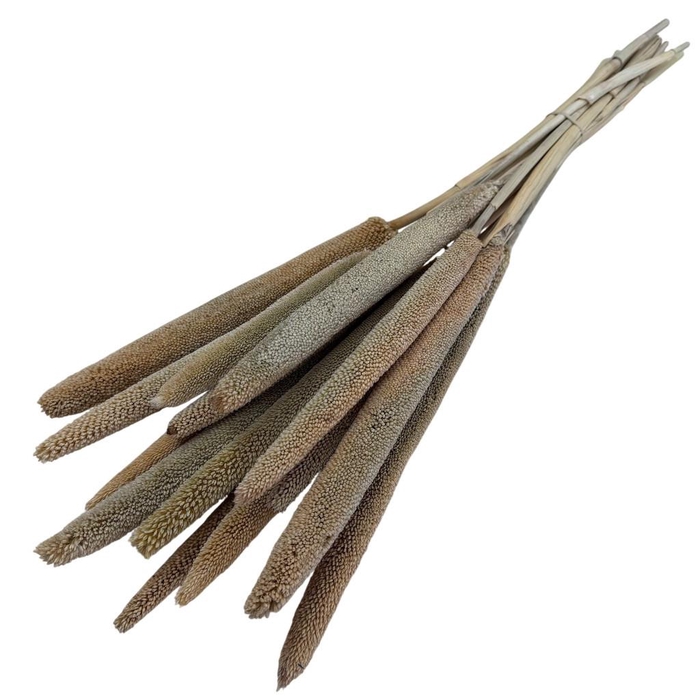 <h4>Droogbloem Babala 70cm x15</h4>