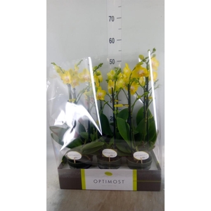 Phalaenopsis multi. 'Ant Arezzo'