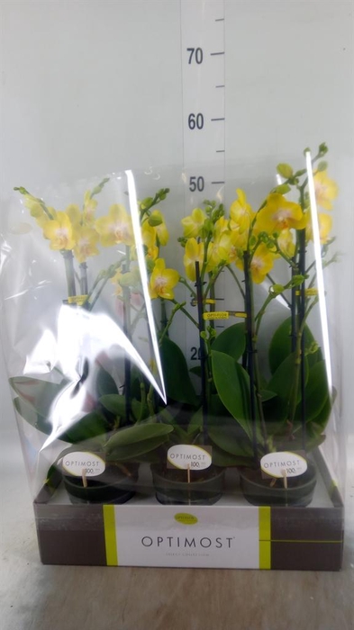 <h4>Phalaenopsis multi. 'Ant Arezzo'</h4>