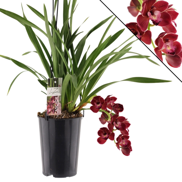 <h4>Raaya 1 tak</h4>