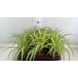 Chlorophytum com. 'Variegatum'