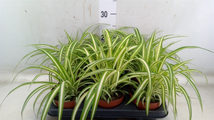 <h4>Chlorophytum com. 'Variegatum'</h4>