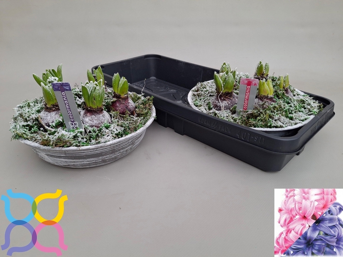 <h4>ARR HYACINTH</h4>